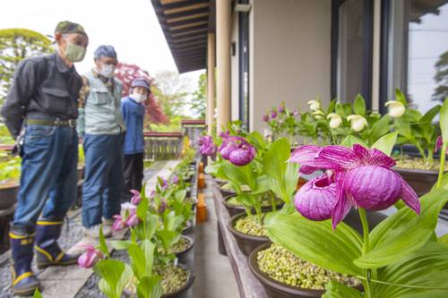 蛯名幸政さんの自宅の庭先ではアツモリソウが咲いている=17日、おいらせ町
