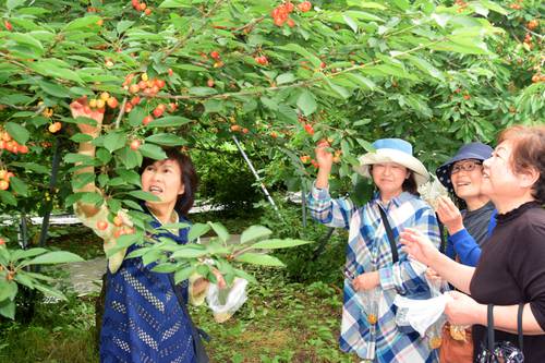 観光ツアーでサクランボ狩りを楽しむ参加者=28日、南部町