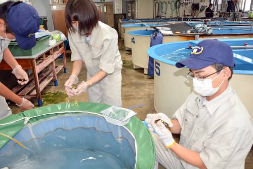 アブラメの稚魚に標識を付ける生徒