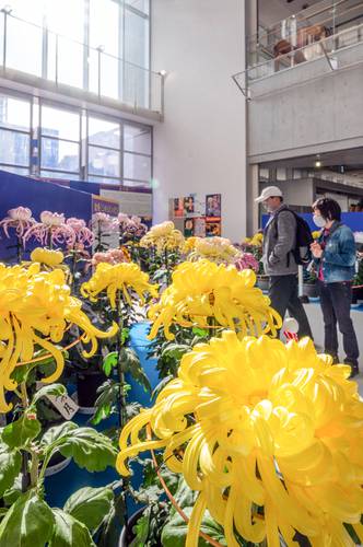 八戸伝統の「奥州菊」が並ぶ会場＝６日午前１０時半ごろ、はっち
