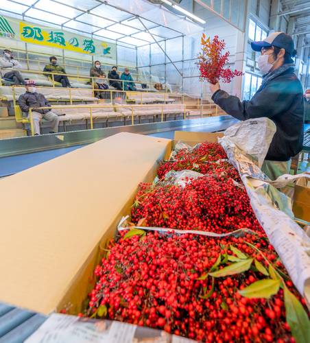 八戸市中央卸売市場で競りに掛けられたナンテン＝１６日