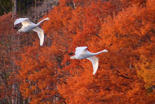 白鳥部門で最優秀賞を受賞した五十嵐智さんの「晩秋にようこそ」