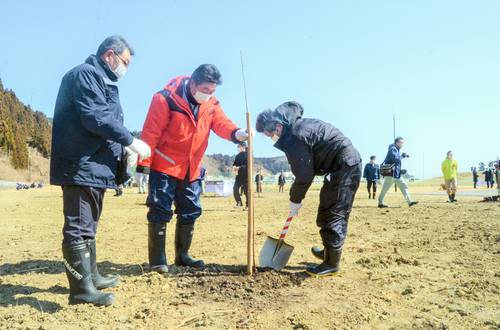 防災への決意を新たに桜の苗木を植樹をする市民